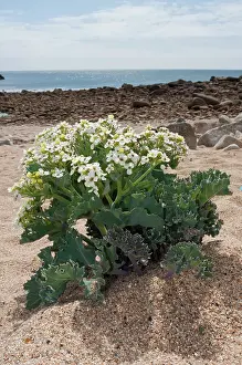 Rosanae Prints: Sea-kale (Crambe maritima) in flower on beach, St Mary's, Isles of Scilly, UK. May