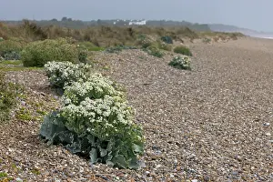 Mustard Prints: Sea kale (Crambe maritima) in flower along shingle beach, Suffolk, England, UK. June