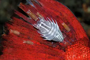 Crustracea Prints: Sea lice (Anilocra capensis) and Nerocila armata) parasitizing a Catalufa (Heteropriacanthus cruentatus)