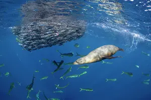 Eared Seal Prints: Sea lion (Zalophus sp.) and Mahi-mahi (Coryphaena hippurus) feeding on Sardine (Sardinops sagax) bait ball