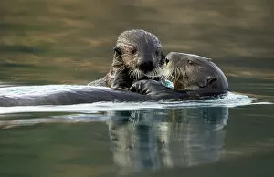Images Dated 15th April 2020: Sea otter (Enhydra lutris) female and pup. Alaska, USA, February