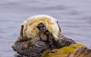 Otters Gallery: Sea otter (Enhydra lutris) floating on back amongst kelp, sleeping, Barkley Sound