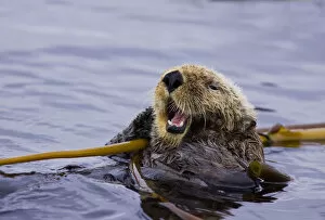 Images Dated 18th September 2008: Sea otter (Enhydra lutris) floating on back amongst kelp, calling, Barkley Sound