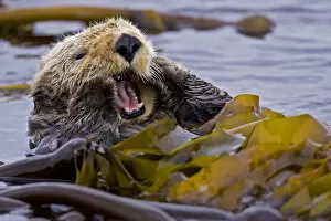 Otters Gallery: Sea otter (Enhydra lutris) floating on back amongst kelp, yawning, Barkley Sound