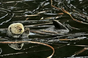 Seaweed Gallery: Sea otter (Enhydra lutris) floating on its back at surface among kelp, Alaska, USA