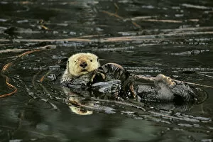 Images Dated 12th August 2011: Sea otter (Enhydra lutris) floating on its back at surface among kelp, Alaska, USA