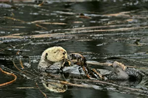Otters Gallery: Sea otter (Enhydra lutris) floating on its back at the surface among the kelp, Alaska
