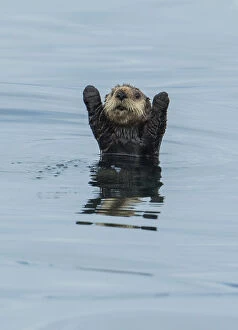 Otters Gallery: Sea otter (Enhydra Lutris) with forelegs raised, Sitka Sound, Alaska, USA, August