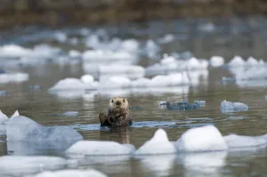 Mustelids Prints: Sea otter (Enhydra lutris) grooms itself in icy waters off Columbia Glacier in Prince William Sound