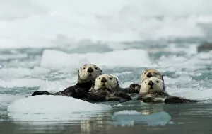 Sea otter (Enhydra lutris) group of four resting among sea ice, Alaska, USA, June