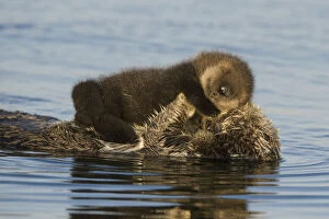 Baby Animals Collection: Sea otter (Enhydra lutris) mother and sleeping newborn pup (aged 3 days) Monterey, California, USA