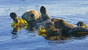 Sea otter (Enhydra lutris) resting at the sea surface with paws in the air. Barkley Sound