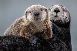Sea otter (Enhydra lutris) resting with with pup, Cordova, Alaska. May. Endangered