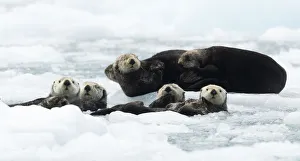 Sea Ice Prints: Sea otters (Enhydra lutris) resting on ice, Alaska, USA, June