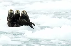 Images Dated 30th June 2016: Three Sea otters (Enhydra lutris) resting on ice, Alaska, June