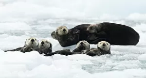 Images Dated 30th June 2016: Sea otters (Enhydra lutris) resting on ice, Alaska, USA, June