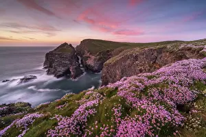 Armeria Vulgaris Prints: Sea pinks or Thrift (Armeria maritima) flowering on clifftops at sunset