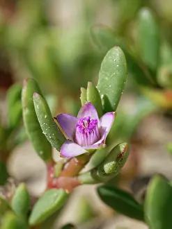 Aizoaceae Prints: Sea purslane / Shoreline purslane (Sesuvium portulacastrum) flowering on edge of coastal lagoon