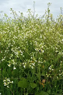 Rosanae Prints: Sea radish (Raphanus raphanistrum maritimus) growing as part of dune revegetation by Isles of Scilly Wildlife Trust