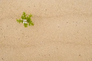 Images Dated 31st March 2009: Sea rocket (Cakile maritima) in flower, El Jable sand dunes Natural Park, North Fuerteventura