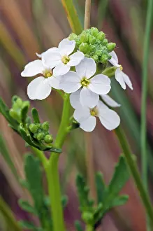 Mustard Prints: Sea rocket (Cakile maritima) in flower, Bryher, Isles of Scilly, UK. May