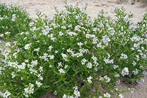 Mustard Prints: Sea rocket (Cakile maritima) in flower on beach