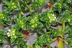 Succulents Prints: Sea sandwort (Honckenya peploides) in flower on beach