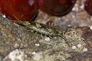 Sea slater / Beach woodlouse (Ligia oceanica) on rock, Channel Isles, UK, September