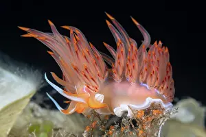 Croatia Prints: Sea slug (Nemesignis banyulensis) portrait, Vis Island, Croatia, Adriatic Sea