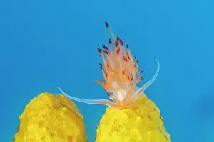 Croatia Prints: Sea slug (Nemesignis banyulensis) resting on Yellow sponge (Aplysina cavernicola)