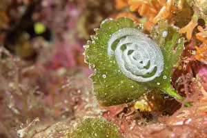 Croatia Prints: Sea slug's eggs on Green algae (Flabellia petiolata)