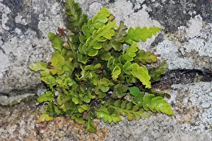 Pteridophytina Prints: Sea spleenwort (Asplenium marinum) growing in cracks of stone wall
