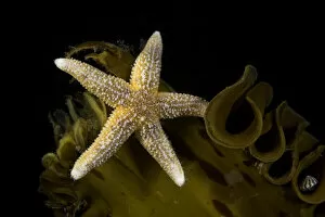 March 2022 highlights Gallery: Sea star (Asterias rubens) on kelp, Vevang, Norway, Atlantic Ocean