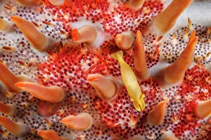 Crustracea Prints: Sea star shimp (Periclimenes soror) on a host Crown-of-thorns starfish (Acanthaster planci)
