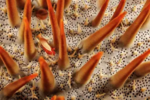 Spike Prints: Sea star shimp (Periclimenes soror) between spines of Crown-of-thorns starfish (Acanthaster planci)