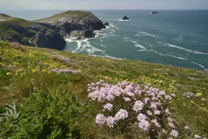Armeria Vulgaris Prints: Sea thrift (Armeria maritima) and Kidney vetch (Anthyllis vulneraria) flowering on clifftop