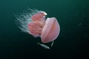 Banda Sea Prints: Sea tomato jellyfish (Crambione mastigophora) accompanied by juvenile Pilot fish (Naucrates ductor)