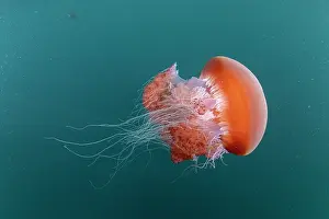Banda Sea Prints: Sea tomato jellyfish (Crambione mastigophora) portrait