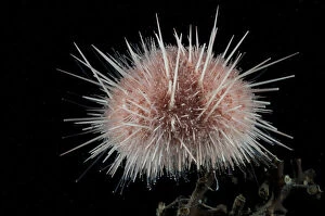 Deep Sea Collection: Sea urchin (echinoidae). Collected from coral sea mount near Dragon vent field on SW Indian Ridge