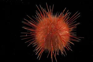 Deep Sea Prints: Sea urchin (echinoidae). Collected from coral sea mount near Dragon vent field on SW Indian Ridge