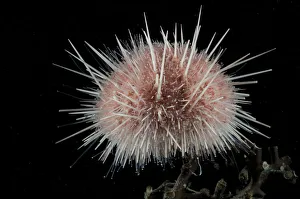 Sea urchin (echinoidae). Collected from coral sea mount near Dragon vent field on SW Indian Ridge