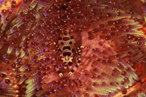 Sea urchin shrimp {Periclimenes colemani} on Sea urchin {Asthenosoma varium} Indonesia