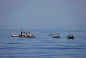 Democratic Republic Of Timor Leste Prints: Seabirds gathering around a fish aggregating device deployed offshore by local people to aid in fishing