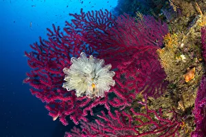 Seafan / Red gorgonian (Paramuricea clavata) and Light-bulb sea squirt