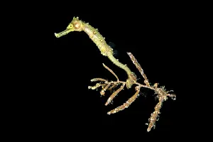 Seaweed Prints: Seahorse (Hippocampus sp.) drifting in open water at night