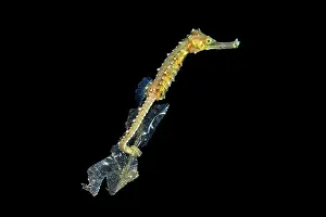 Environmental Issues Prints: Seahorse (Hippocampus sp.) unidentified species