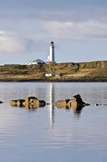 Carnivores Gallery: Seal (Phoca vitulina) on rock at Seal Shore Campsite, with Pladda Lighthouse beyond