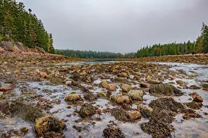 Wide Angle Prints: Seaweed-covered rock son seabed exposed at low tide in Ship harbor