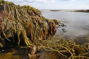 Seaweeds including Thongweed / Sea thong (Himanthalia elongata), Tangleweed kelp