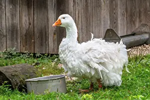 True Deer Prints: Sebastopol goose, breed of medium-sized domestic goose with long